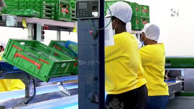Dos mujeres inmigrantes trabajan en una planta de selección de fruta.
