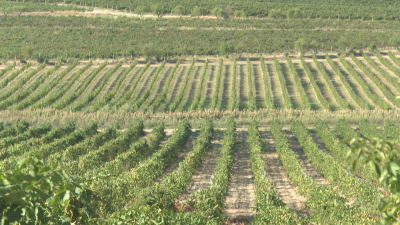 Vendimia en las bodegas de la D.O Somontano.