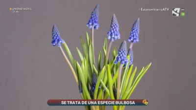 Jacinto de otoño