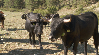 Manada de tauros en la Sierra de Albarracín.