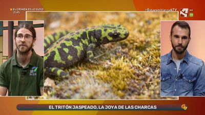 Tritón jaspeado