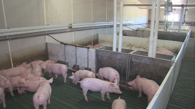 Imagen de una granja de cerdos.