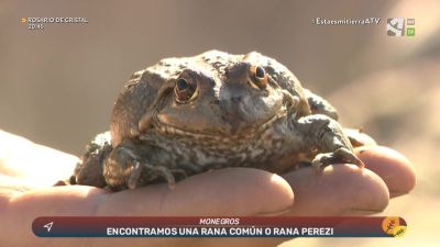 Los rescatadores: Rana común