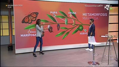 Metamorfosis