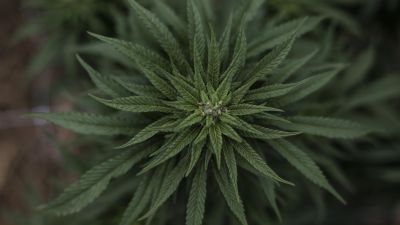 Fotografía de una planta para el cultivo de cannabis. (EFE/ Antonio Lacerda).
