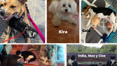 Las mascotas de los aragoneses. /A.A / V.J / P.L. / C.G