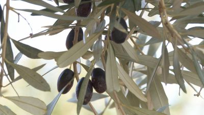 El litro de aceite del Bajo Aragón ronda los cinco euros.