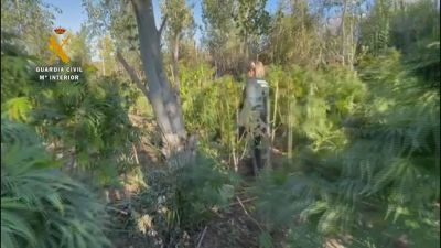 Imagen de la plantación desmantelada en el Somontano./ Guardia Civil.