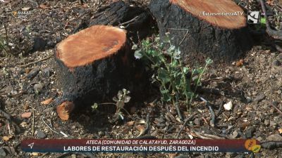 Restauración tras los incendios (y II)