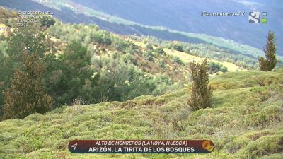 Arizón