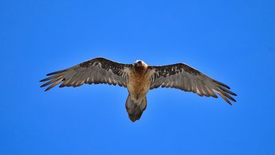 Imagen de archivo de un ejemplar de quebrantahuesos en vuelo. / Pixabay.