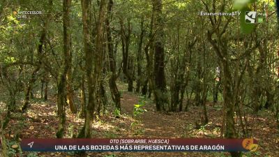 La bojeda de Oto