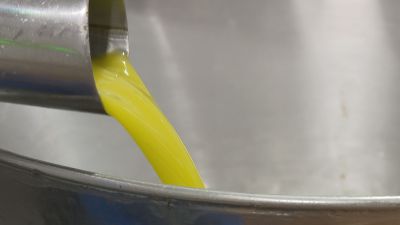 Elaboración de aceite de cosecha temprana en una almazara del Somontano (Huesca).