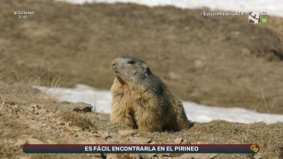 Marmotas