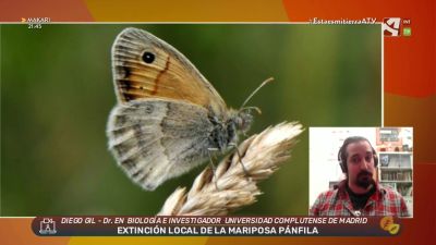 Extinción local de la mariposa pánfila