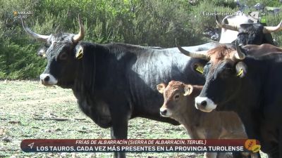 Tauros