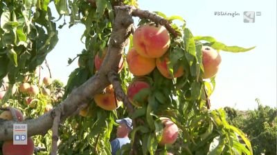 Cambio climático y frutales