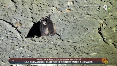 La vida bajo tierra (I)