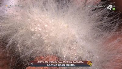 La vida bajo tierra (y II)
