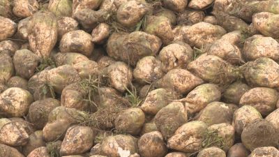 Remolacha en campos de cultivo de Esplús.