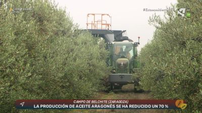¿Vendrán tiempos mejores para el olivo?