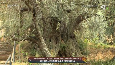 Olivos milenarios
