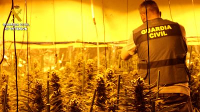 En el almacén de una de las viviendas se localizaron 245 plantas de una plantación de marihuana./ G.C.