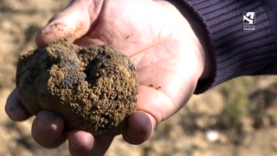 Teruel cuenta con más de 9.000 hectáreas de trufa negra.