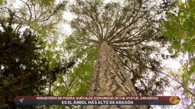 El árbol más alto de Aragón