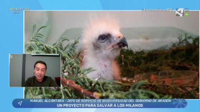 Milanos y biodiversidad