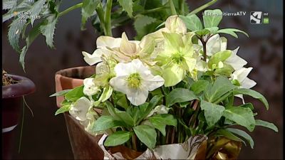 Rosa de invierno