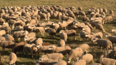 Aragón es la quinta comunidad con más peso en la cabaña ovina nacional.