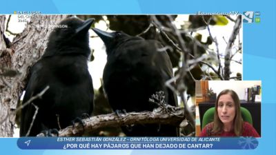 Aves que han perdido su canto