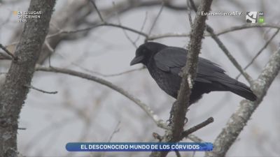 Córvidos, sociables en invierno