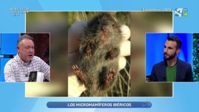 Micromamíferos ibéricos