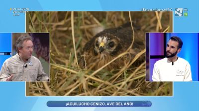 Aguilucho cenizo, Ave del año 2023