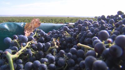 La DO Cariñena cultiva 17 variedades distintas de uva.