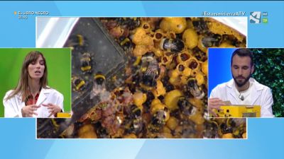 Biofábrica de abejorros