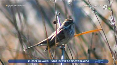 Escribano palustre