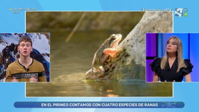 Rana Pirenaica, en peligro de extinción