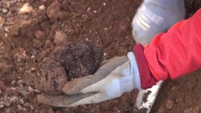 Un recolector enseña varios ejemplares de trufa negra.
