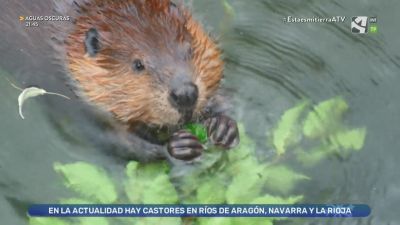Castores europeos en Aragón