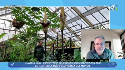 La "flor" más grande del mundo