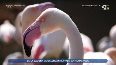 Flamencos en Aragón