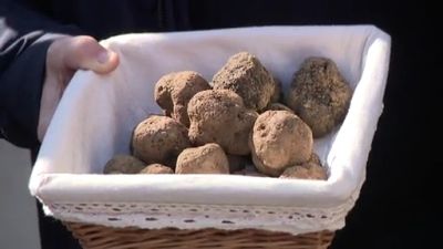 Ejemplares de trufa negra de Teruel.