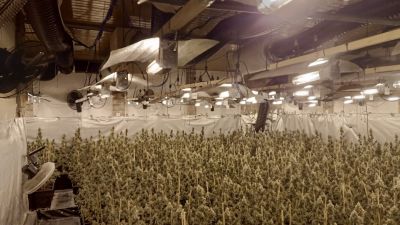 Imagen de la macroplantación de marihuana hallada en Garrapinillos. / Guardia Civil