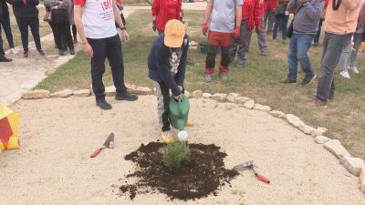 Escolares de Sena y Villanueva de Sijena han plantado una sabina para conmemorar el Año de Sijena. / Plataforma Sijena Sí