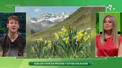 Narcisos silvestres