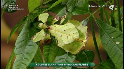 Artrópodos expertos en camuflaje