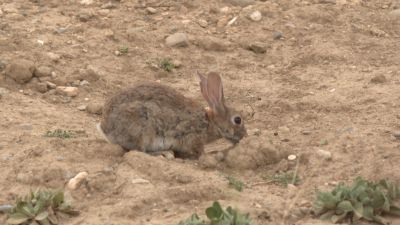 La plaga de conejos afecta a 130 municipios aragoneses.